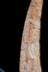 Altar Tusk
