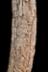 Altar Tusk