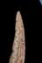 Altar Tusk