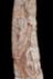 Altar Tusk