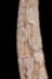 Altar Tusk