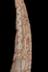 Altar Tusk