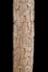 Altar Tusk