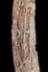 Altar Tusk