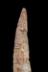 Altar Tusk
