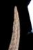 Altar Tusk