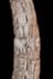 Altar Tusk