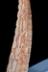 Altar Tusk