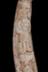 Altar Tusk
