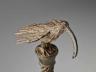 Bird of Prophecy Staff