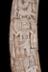 Altar Tusk