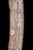 Altar Tusk