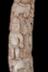 Altar Tusk