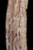 Altar Tusk