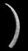 Altar Tusk