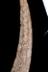 Altar Tusk