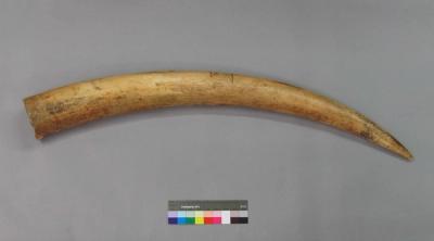 Altar Tusk