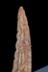 Altar Tusk