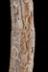Altar Tusk