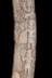 Altar Tusk