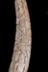 Altar Tusk
