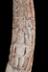Altar Tusk
