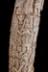 Altar Tusk