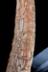 Altar Tusk
